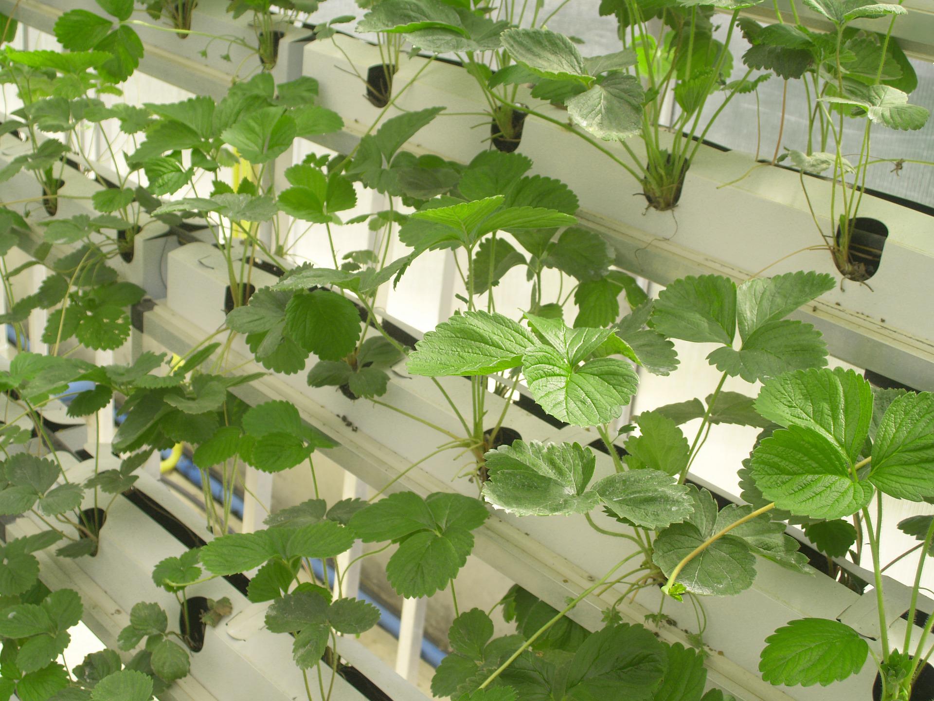 Laboratorio de intercambio y reserva de semillas